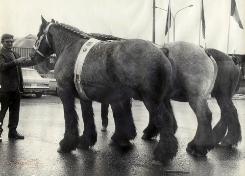 Theo Hoogstijns wint op de Landbouwbeurs in Brussel de nationale wedstrijd voor Brabantse trekpaarden, categorie 'Lot van 3 aangespannen trekpaarden', begin jaren '70.  © Familie Hoogstyns