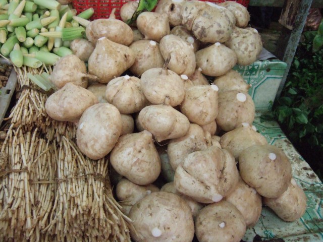 Witte yam-wortels © Pachyrhizus 